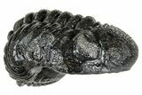 Long, Curled Morocops Trilobite - Morocco #323523-2